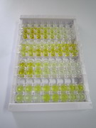 Sestrin 2蛋白(SESN2)检测试剂盒(酶联免疫吸附试验法)