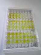 斯钙素1(STC1)检测试剂盒(酶联免疫吸附试验法)
