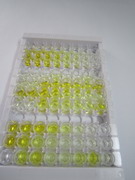 嗜铬蛋白B(CHGB)检测试剂盒(酶联免疫吸附试验法)