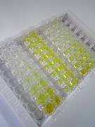 成纤维细胞生长因子11(FGF11)检测试剂盒(酶联免疫吸附试验法)