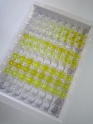 成纤维细胞生长因子12(FGF12)检测试剂盒(酶联免疫吸附试验法)