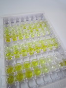 成纤维细胞生长因子21(FGF21)检测试剂盒(酶联免疫吸附试验法)