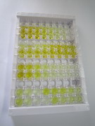綠色熒光蛋白(GFP)檢測試劑盒(酶聯(lián)免疫吸附試驗法)