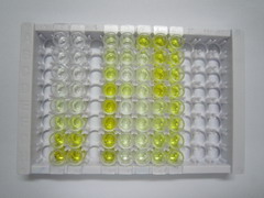 水通道蛋白8(AQP8)检测试剂盒(酶联免疫吸附试验法)