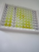 低密度脂蛋白受体相关蛋白2(LRP2)检测试剂盒(酶联免疫吸附试验法)
