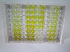 白介素1η(IL1h)检测试剂盒(酶联免疫吸附试验法)
