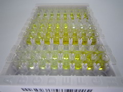 烟碱型胆碱受体α5(CHRNa5)检测试剂盒(酶联免疫吸附试验法)