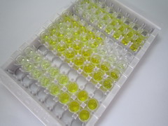 衰老关键蛋白2(FBLN2)检测试剂盒(酶联免疫吸附试验法)