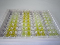 同线蛋白2(ST2)检测试剂盒(酶联免疫吸附试验法)