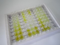 G蛋白偶联受体激酶5(GRK5)检测试剂盒(酶联免疫吸附试验法)