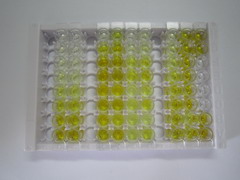 细胞色素C氧化酶亚基Ⅱ(COX2)检测试剂盒(酶联免疫吸附试验法)