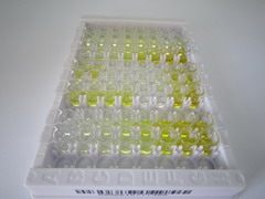 細(xì)胞色素P450家族成員1A1(CYP1A1)檢測(cè)試劑盒(酶聯(lián)免疫吸附試驗(yàn)法)