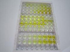 細胞色素P450家族成員3A4(CYP3A4)檢測試劑盒(酶聯(lián)免疫吸附試驗法)