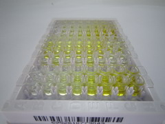 細(xì)胞色素P450家族成員3A4(CYP3A4)檢測試劑盒(酶聯(lián)免疫吸附試驗(yàn)法)