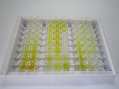 細(xì)胞色素P450家族成員2B6(CYP2B6)檢測試劑盒(酶聯(lián)免疫吸附試驗法)