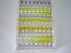 細(xì)胞色素P450家族成員2B6(CYP2B6)檢測(cè)試劑盒(酶聯(lián)免疫吸附試驗(yàn)法)