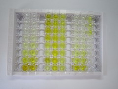 細(xì)胞色素P450家族成員2C18(CYP2C18)檢測試劑盒(酶聯(lián)免疫吸附試驗(yàn)法)
