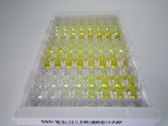 細(xì)胞色素b-245β肽(CYBb)檢測試劑盒(酶聯(lián)免疫吸附試驗(yàn)法)