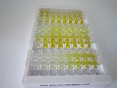 细胞色素b-245β肽(CYBb)检测试剂盒(酶联免疫吸附试验法)