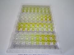 糖原合酶激酶3β(GSK3b)检测试剂盒(酶联免疫吸附试验法)