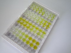 糖原合酶激酶3β(GSK3b)检测试剂盒(酶联免疫吸附试验法)