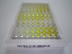 钙/钙调蛋白依赖性蛋白激酶Ⅱα(CAMK2a)检测试剂盒(酶联免疫吸附试验法)