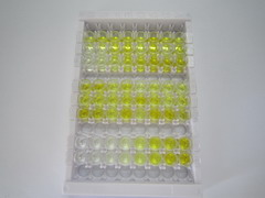 肌球蛋白重链6(MYH6)检测试剂盒(酶联免疫吸附试验法)