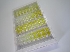 芳香烃受体核转位因子样蛋白(ARNTL)检测试剂盒(酶联免疫吸附试验法)