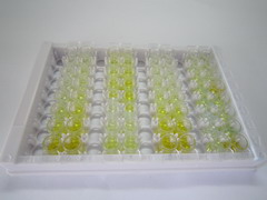 70kDa热休克蛋白结合蛋白1(HSPBP1)检测试剂盒(酶联免疫吸附试验法)