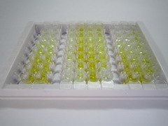 促肾上腺皮质素释放激素受体2(CRHR2)检测试剂盒(酶联免疫吸附试验法)