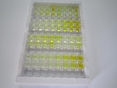 90kDa熱休克蛋白αB1(HSP90aB1)檢測試劑盒(酶聯(lián)免疫吸附試驗法)