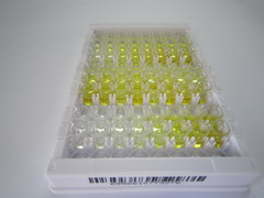 90kDa热休克蛋白αA1(HSP90aA1)检测试剂盒(酶联免疫吸附试验法)