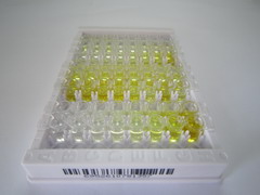 前列腺素还原酶1(PTGR1)检测试剂盒(酶联免疫吸附试验法)