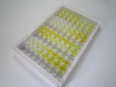 細(xì)胞色素P450家族成員24A1(CYP24A1)檢測試劑盒(酶聯(lián)免疫吸附試驗(yàn)法)