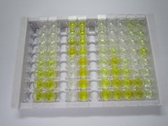 ATP结合盒转运蛋白A13(ABCA13)检测试剂盒(酶联免疫吸附试验法)