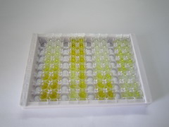 甲基丁烯酰辅酶A羧化酶2(MCCC2)检测试剂盒(酶联免疫吸附试验法)