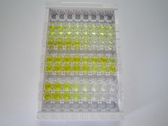 载脂蛋白L1(APOL1)检测试剂盒(酶联免疫吸附试验法)