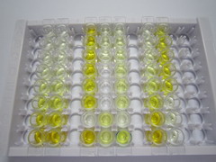 谷氨酸半胱氨酸連接酶催化亞基(GCLC)檢測試劑盒(酶聯(lián)免疫吸附試驗法)