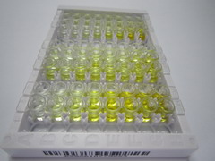 谷氨酰胺合成酶(GS)检测试剂盒(酶联免疫吸附试验法)