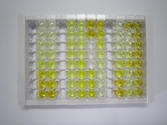 蛋白二硫化物异构酶A4(PDIA4)检测试剂盒(酶联免疫吸附试验法)