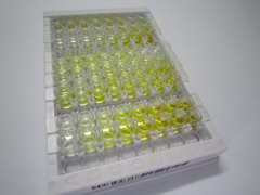 磷脂酰肌醇特異性磷酯酶Cγ2(PLCg2)檢測試劑盒(酶聯(lián)免疫吸附試驗(yàn)法)