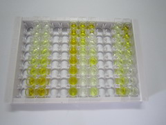 磷酸丝氨酸转氨酶1(PSAT1)检测试剂盒(酶联免疫吸附试验法)