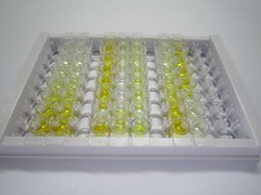 松弛素/胰岛素样肽受体3(RXFP3)检测试剂盒(酶联免疫吸附试验法)