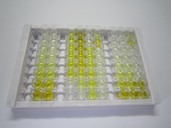 胰島素樣蛋白3(INSL3)檢測試劑盒(酶聯(lián)免疫吸附試驗(yàn)法)