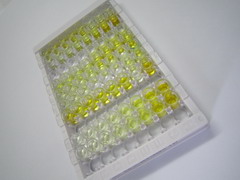 唾液酸结合Ig样凝集素10(SIGLEC10)检测试剂盒(酶联免疫吸附试验法)