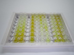 外异蛋白A2受体(EDA2R)检测试剂盒(酶联免疫吸附试验法)