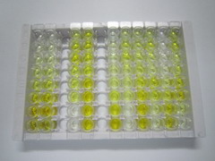 原鈣黏素15(PCDH15)檢測試劑盒(酶聯免疫吸附試驗法)