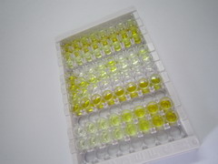 肝配蛋白A4(EFNA4)检测试剂盒(酶联免疫吸附试验法)