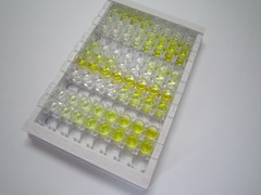 肝配蛋白B2(EFNB2)检测试剂盒(酶联免疫吸附试验法)