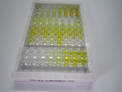 肝配蛋白A受体5(EPHA5)检测试剂盒(酶联免疫吸附试验法)